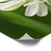 白い花の上の蜂 ポスター (角)