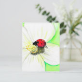 白い花の上絵画のラディバード ポストカード (スタンド正面)