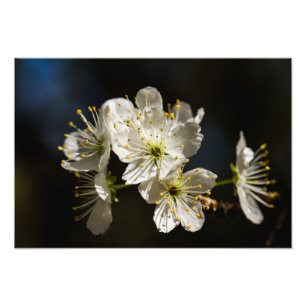 白い花の写真拡大 フォトプリント