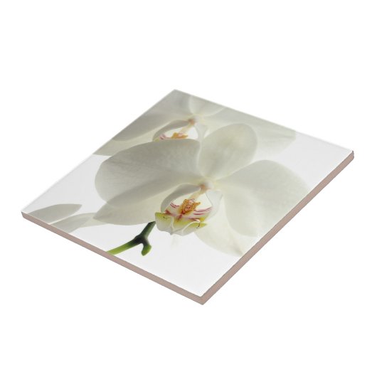 白い花の蘭の花の花柄の自然 タイル (側面)