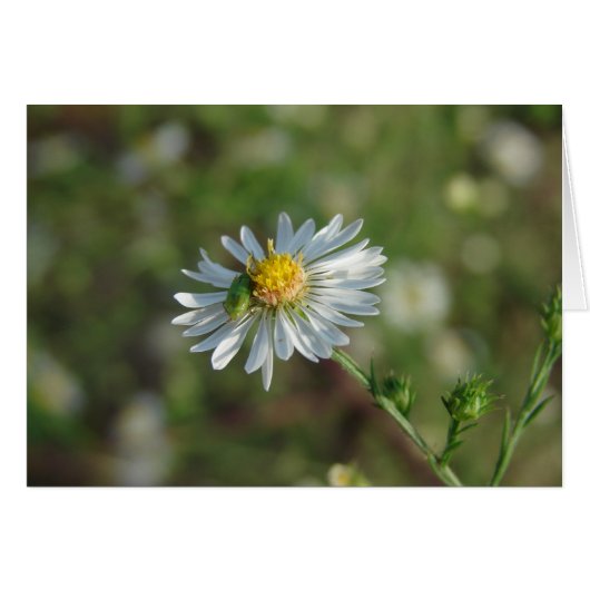 白い花の青い虫 (正面横)