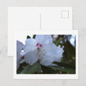 白い花はがき ポストカード (正面/裏面)
