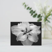 白い花はがき ポストカード (スタンド正面)