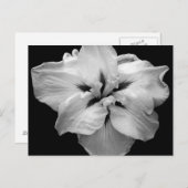 白い花はがき ポストカード (正面/裏面)
