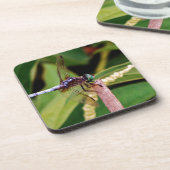 白い花をつけるトンボ コースター (左側)