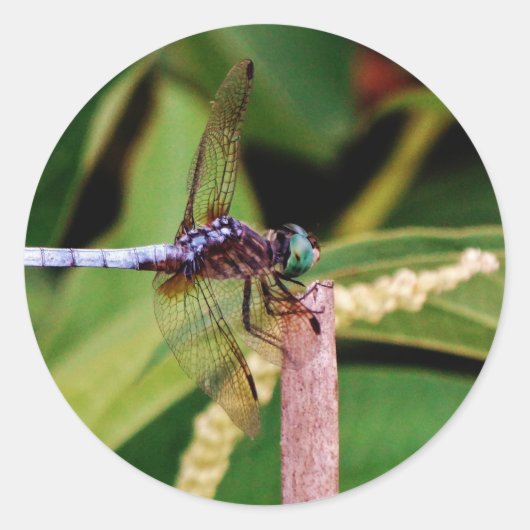 白い花をつけるトンボ ラウンドシール (正面)