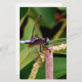 白い花をつけるトンボ 便箋 (正面/裏面)