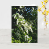 白い花をつける低木 カード (黄色い花)