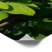 白い花をつける低木 ポスター (角)