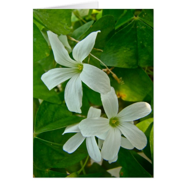 白い花を咲かせたオキザリス (正面)