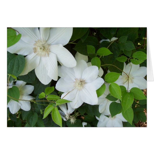 白い花オンつる植物 (正面横)