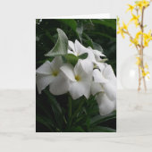白い花グリーティングカード カード (黄色い花)