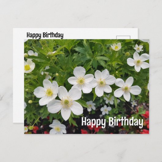 白い花ハッピーバースデー。アネモネ腺症 シーズンポストカード (正面/裏面)