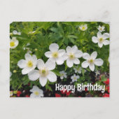 白い花ハッピーバースデー。アネモネ腺症 シーズンポストカード (正面)