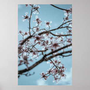 白い花弁の花の写真 ポスター