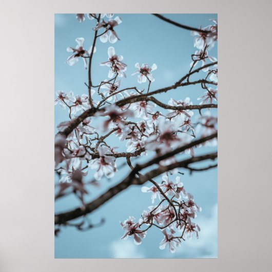 白い花弁の花の写真 ポスター (正面)