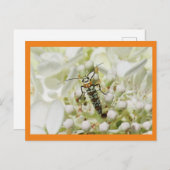 白い花房の上の明るい昆虫 ポストカード (正面/裏面)