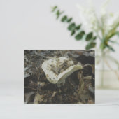 白い花瓶きのこ葉書 ポストカード (スタンド正面)