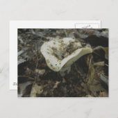 白い花瓶きのこ葉書 ポストカード (正面/裏面)