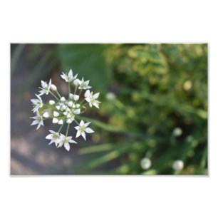 白い花繊細なフローラ花自然写真 フォトプリント