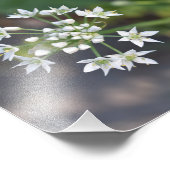 白い花繊細なフローラ花自然写真 フォトプリント            (角)