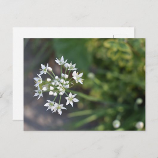 白い花繊細なフローラ花自然写真 ポストカード (正面/裏面)