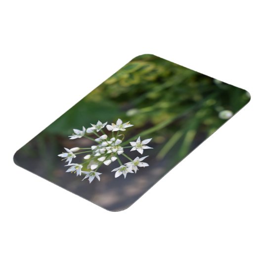 白い花繊細なフローラ花自然写真 マグネット (左側)