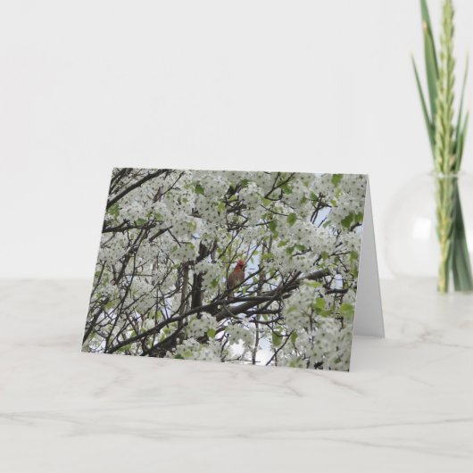 白い花間の（鳥）ショウジョウコウカンチョウ カード (正面)