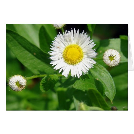 白い花雑草 (正面横)