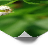 白い花雑草 ポスター (角)