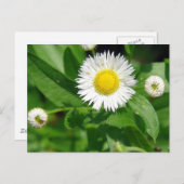 白い花雑草 ポストカード (正面/裏面)