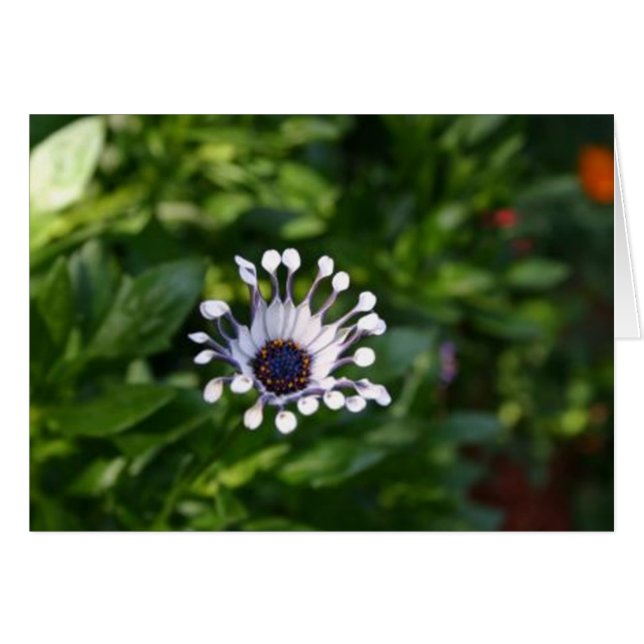 白い花 (正面横)