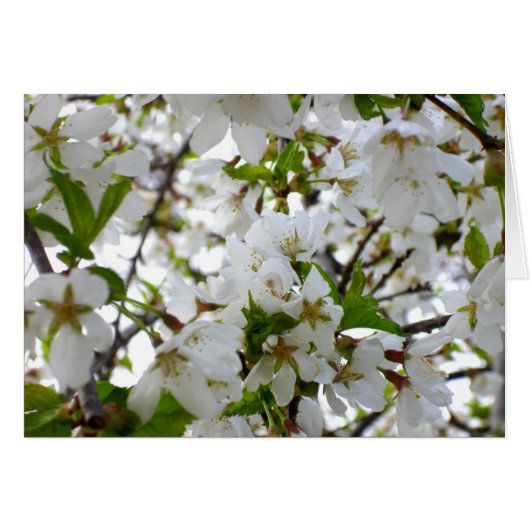 白い花 (正面横)