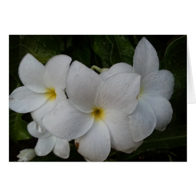 白い花 (正面横)