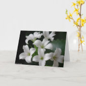 白い花 カード (黄色い花)