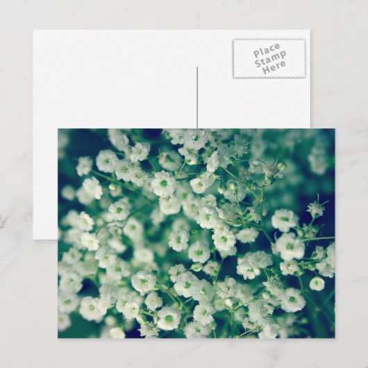 白い花 ポストカード (正面/裏面)