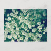 白い花 ポストカード (正面)