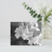 白い花 ポストカード (スタンド正面)