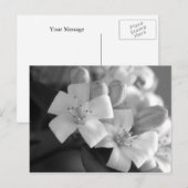 白い花 ポストカード (正面/裏面)