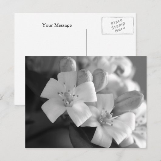 白い花 ポストカード (正面/裏面)