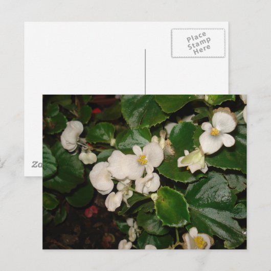 白い花 ポストカード (正面/裏面)