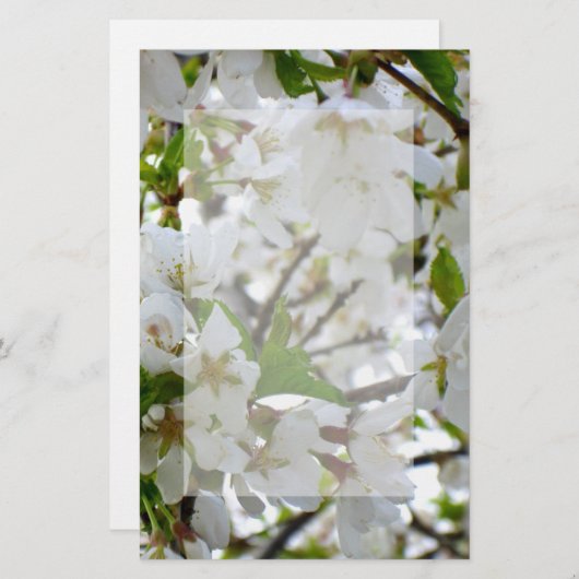 白い花、開花さくらんぼの木 便箋 (正面/裏面)