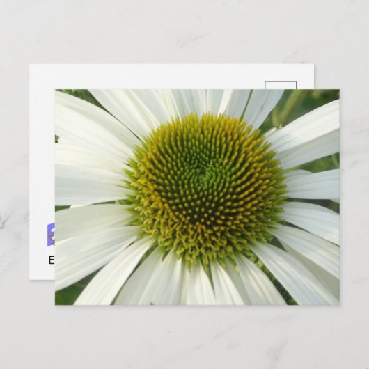白い花DIYはがき ポストカード (正面/裏面)