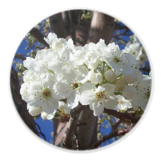 白い花II春開花木 セラミックノブ (正面)