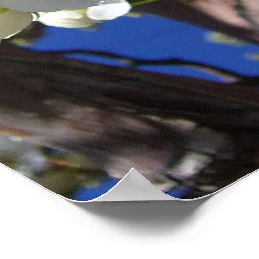 白い花II春開花木 ポスター (角)