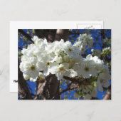 白い花II春開花木 ポストカード (正面/裏面)