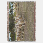 白い若い羊毛の羊 スローブランケット (正面縦)