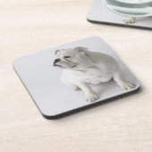 白い英国のブルドッグ コースター (左側)