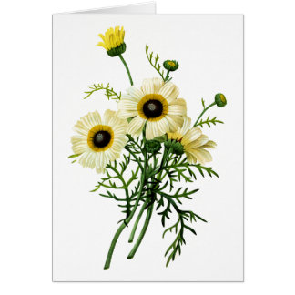 白い菊バイピエールジョセフレドゥテ