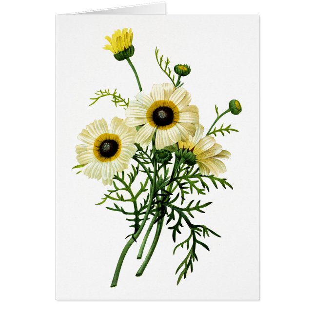 白い菊バイピエールジョセフレドゥテ (正面)